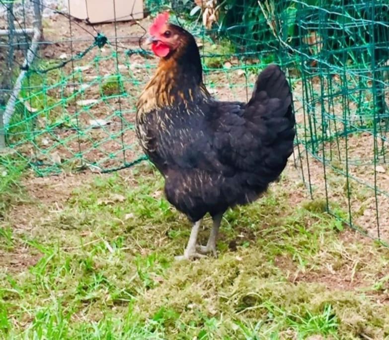 Hébergement de vacances Au Clos Des Ormes